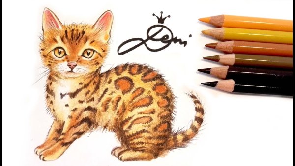 Нарисовать бенгальскую кошку
