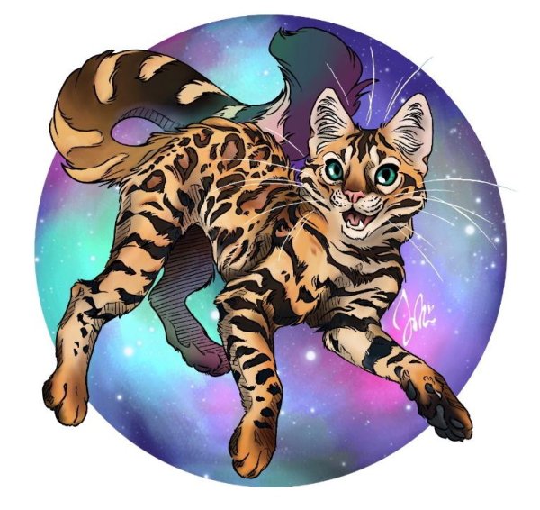 Коты Воители Бенгальская кошка