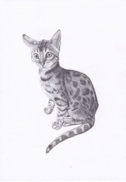 Бенгальская кошка карандашом