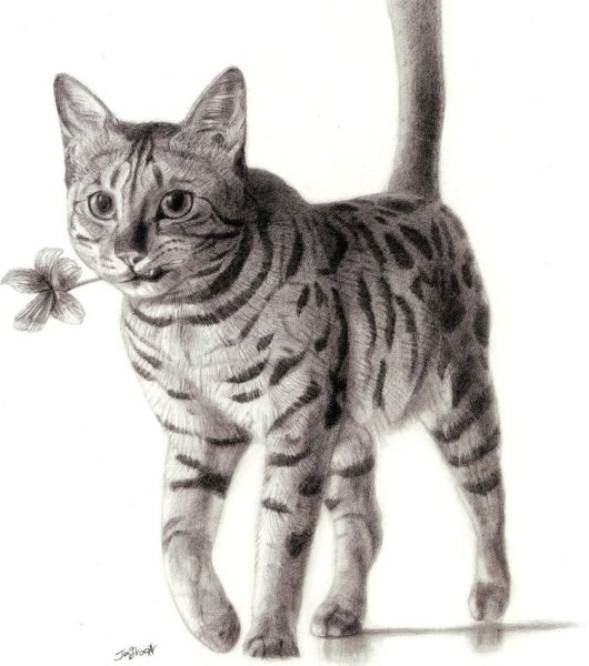 Бенгальская кошка