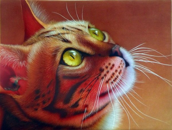 Бенгальская кошка арт