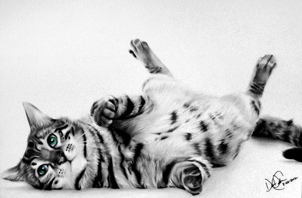 Бенгальская кошка карандашом