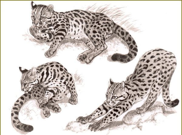 Зарисовки диких кошек