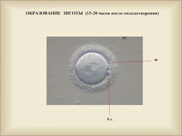 Оплодотворение и образование зиготы