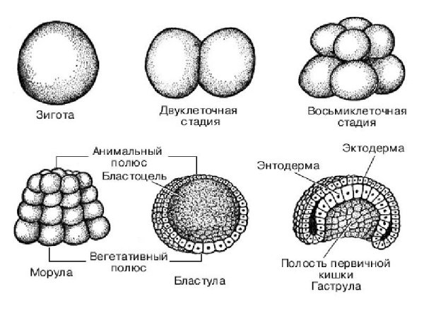 Стадии развития эмбриона бластула