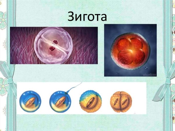 Зигота оплодотворение яйцеклетка