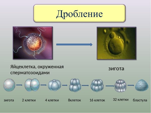 Образование зиготы у человека