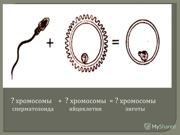 Зигота бластомеры бластула