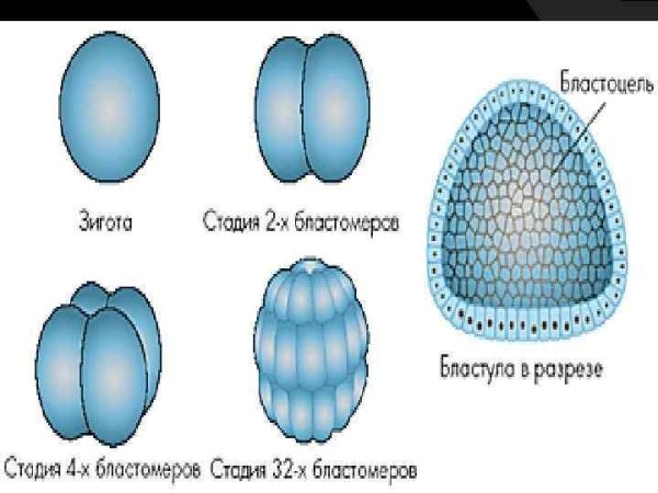 Образование зиготы у человека