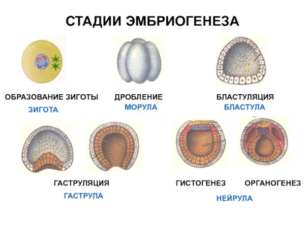 Зигота это оплодотворенная яйцеклетка