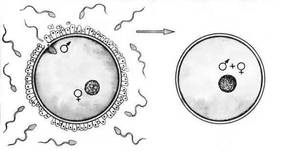 Основные этапы эмбрионального развития рисунки