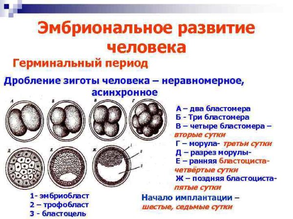 Процесс оплодотворения схема