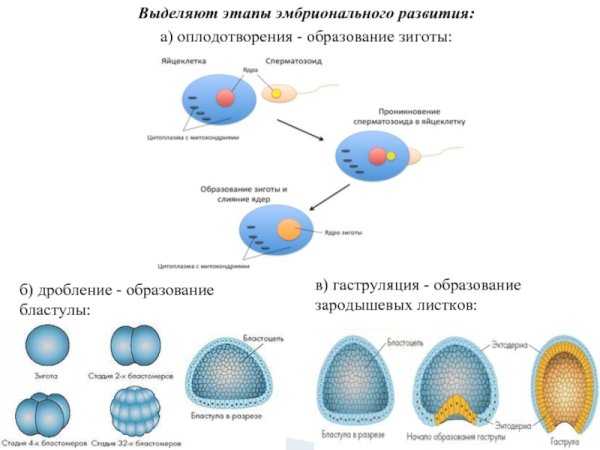 Оплодотворение яйцеклетки и образование зародыша