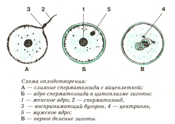 Цикл развития цветкового растения схема