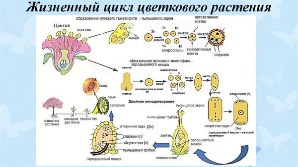 Этапы развития ланцетника эмбрионального развития