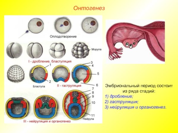 Онтогенез бластула гаструла