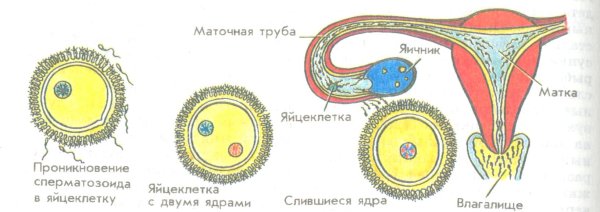 Процесс оплодотворения яйцеклетки этапы