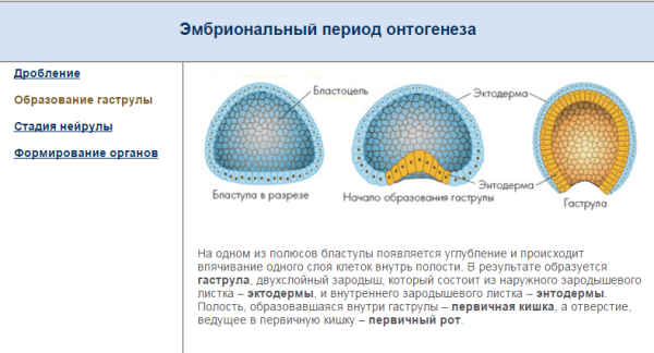 Дробление стадия деления зиготы