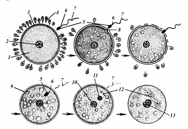 Ранние стадии эмбриогенеза. Бластула. Гаструла.