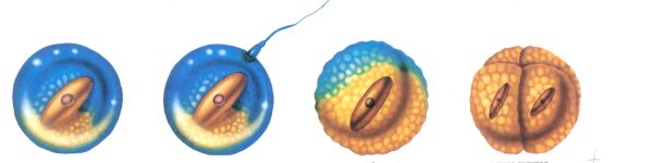 Место оплодотворения яйцеклетки