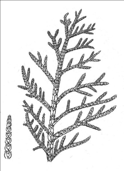 Туя Западная Подцарство