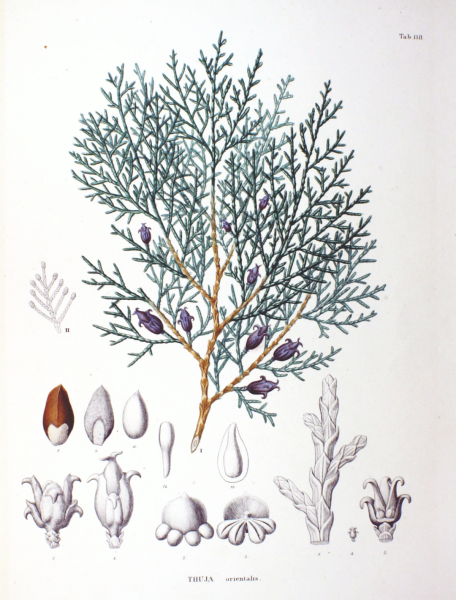 Туя Восточная гербарий