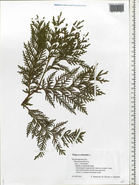 Можжевельник казацкий эскиз