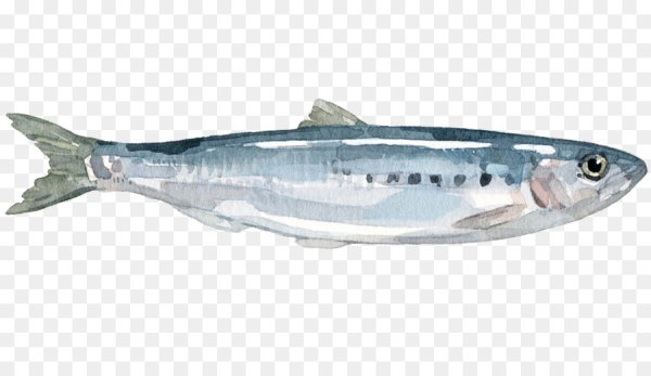 Скумбрия чб