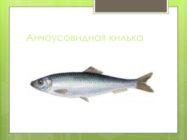 Сардина рыба килька