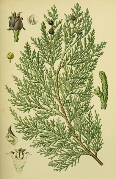 Туя Западная гербарий