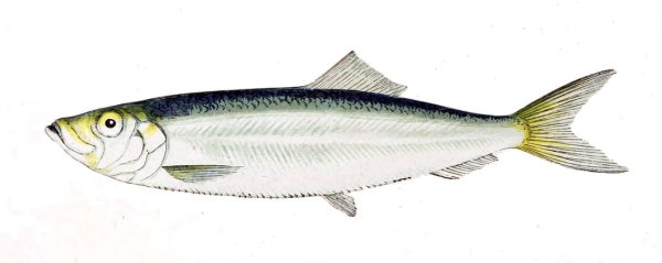 Селедка нарисованная