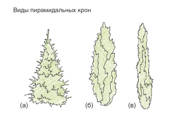 Туя Западная гербарий
