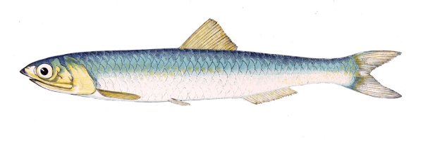 Сардина рыба