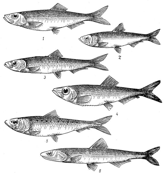 Селедка нарисованная