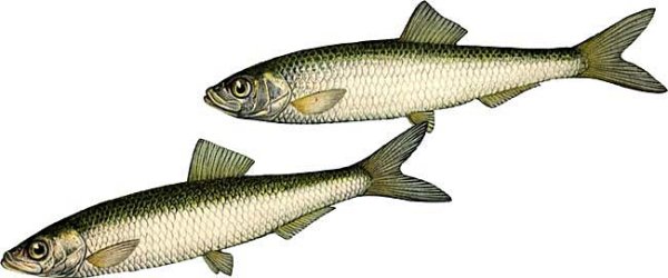 Килька иллюстрация