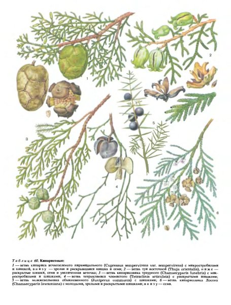 Можевельникраскраска для детей