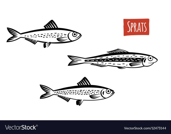 Анчоус без фона