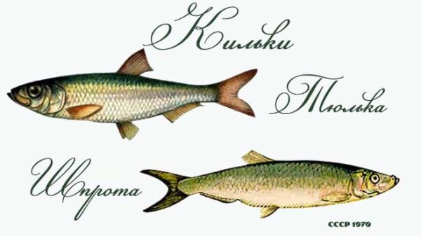 Раскраска рыбные продукты для детей