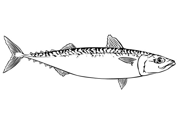 Шпроты иллюстрации