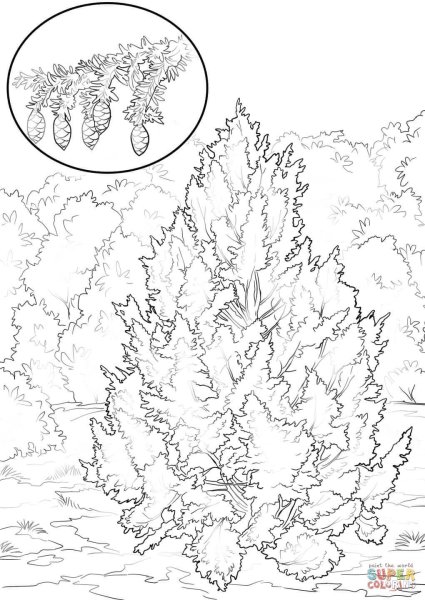 Туя карандашом