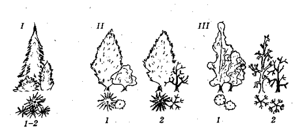 Туя Западная Ботаническая иллюстрация