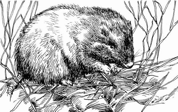 Ондатра черно белая