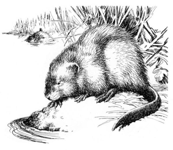 Дети ондатры