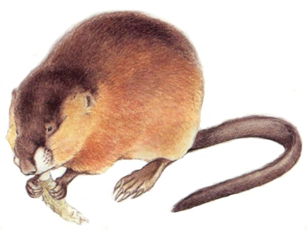 Дети нутрии