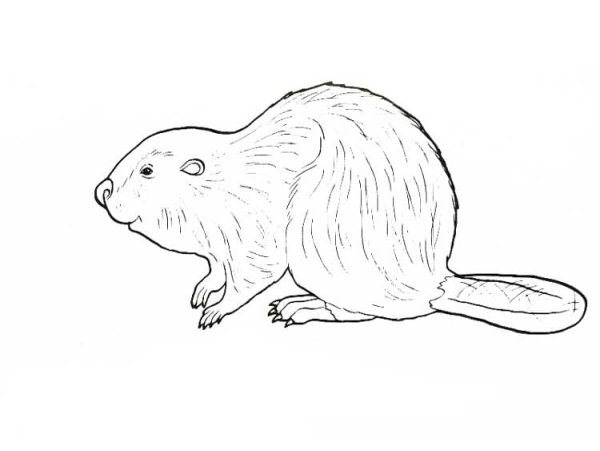 Речной Бобр рисунок
