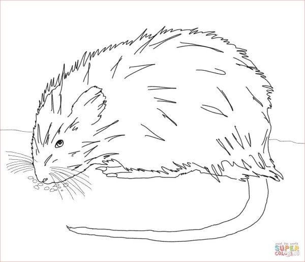 Ондатра раскраска