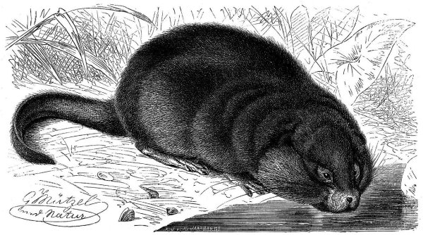 Ондатра рисунок для детей