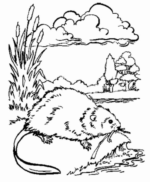 Мускусная крыса