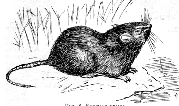 Дети ондатры