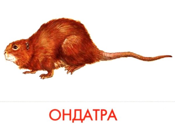 Ондатра раскраска для детей